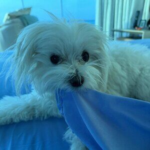 Meet your Posher, Dawn